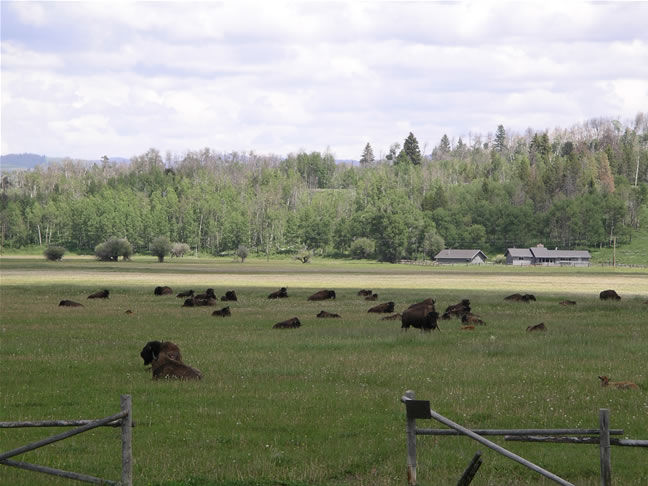 images/F- Grand Teton National Park , wild buffalo (7).jpg